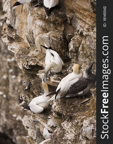 Northern Gannet at Troup Head RSPB, Scotland