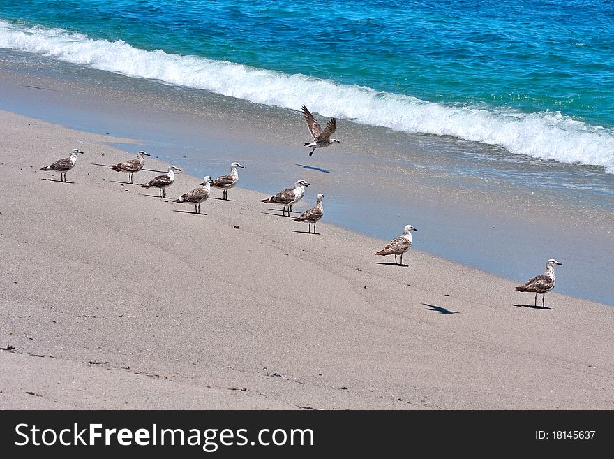 Group of juvenile Southern blackbacked gulls (Larus Dominicanus) on beach with waves breaking with one flying. Group of juvenile Southern blackbacked gulls (Larus Dominicanus) on beach with waves breaking with one flying