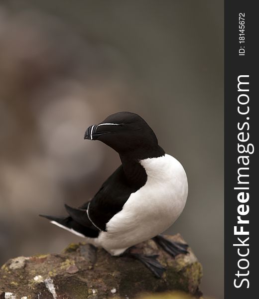 Razorbill at Fowlsheugh Bird Reserve, Aberdeen