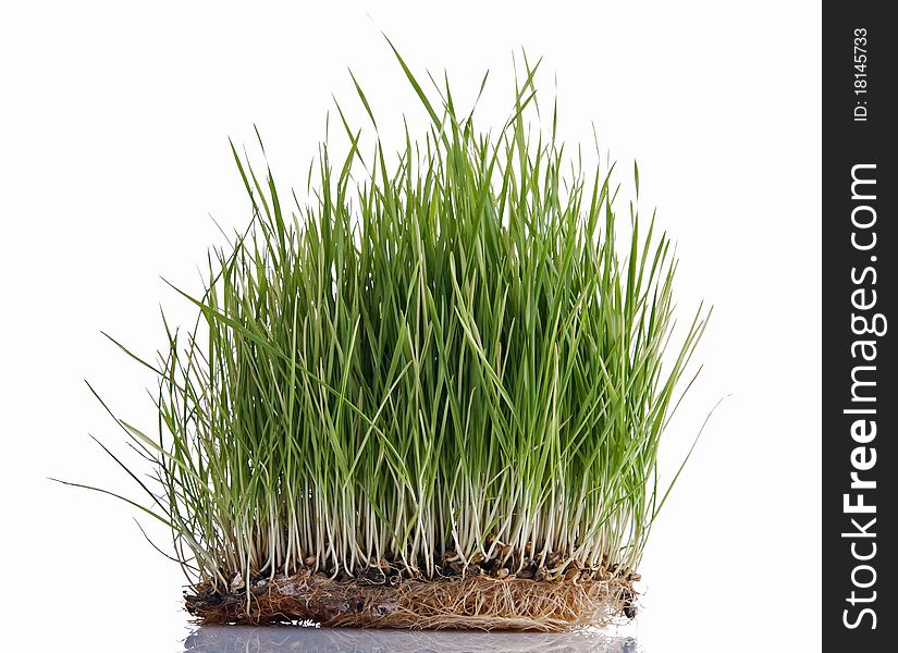 Green wheat sprouts, isolated on white background