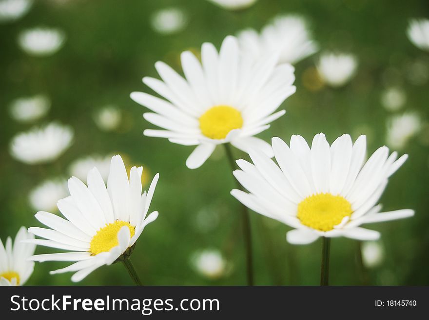 Beautiful white summer daisy meadow .