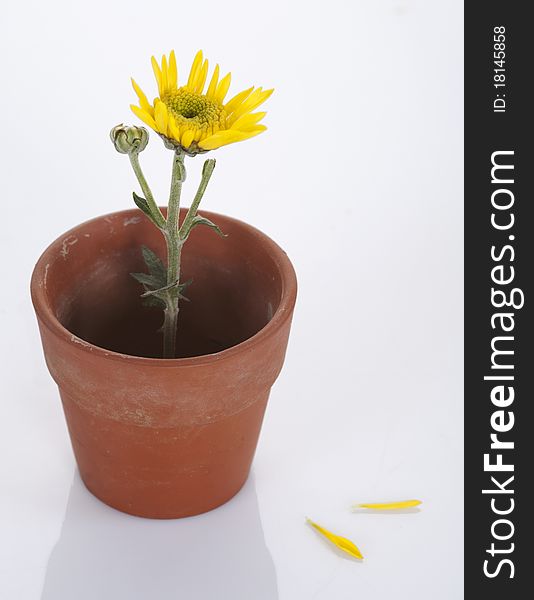 Yellow flower in a small pot, isolated on white background