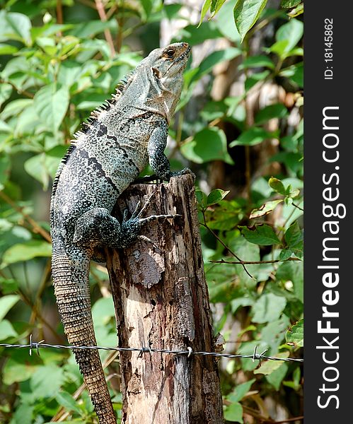 An iguana on a pole in the sun.