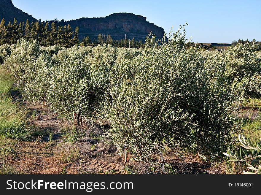 Agricultural olive trees farm in Cederberg mountains, South Africa
