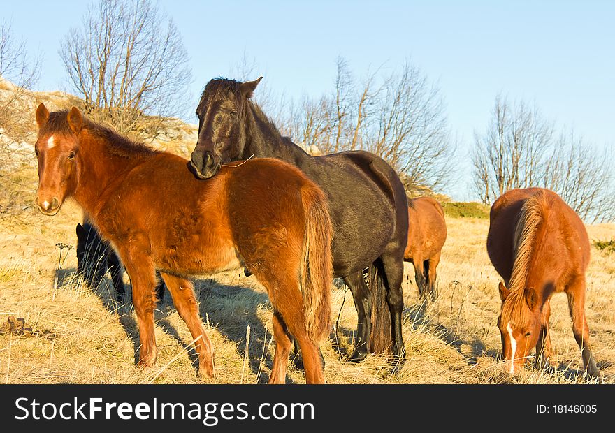 Grazing Horses In The Mountain