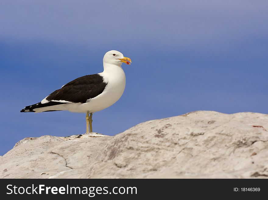 Southern blackbacked seagull, kelp gull (larus dominicanus) on rock. Southern blackbacked seagull, kelp gull (larus dominicanus) on rock
