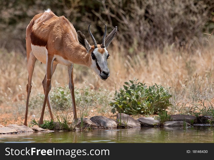 Springbok gazelle, endemic to South Africa, and this country's national antelope. Springbok gazelle, endemic to South Africa, and this country's national antelope