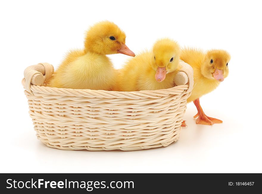 Ducklings In A Basket.