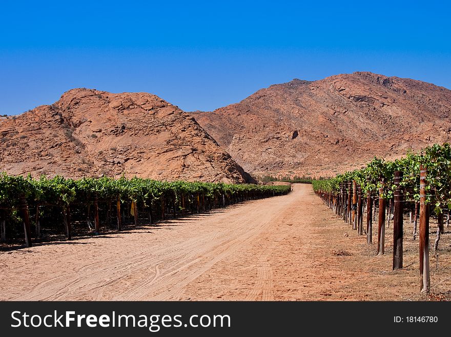 Vineyards in the desert of the northern cape province of South Africa, irrigated from the Orange River. Vineyards in the desert of the northern cape province of South Africa, irrigated from the Orange River
