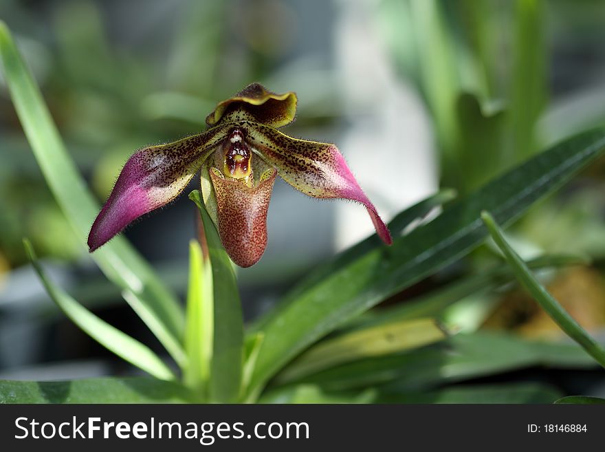 Orchid at Orchid farm Chiang Mai.