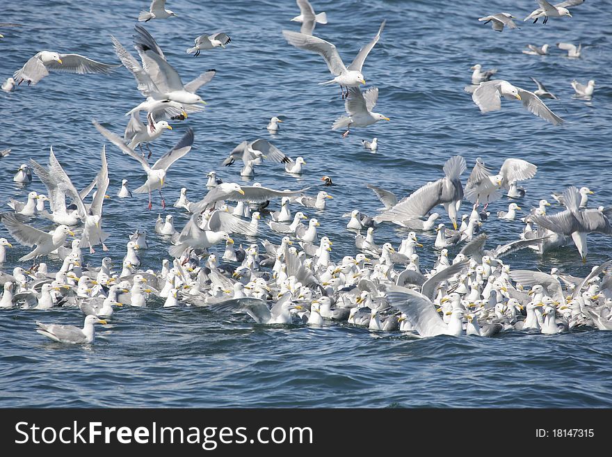 Flock of Kittiwakes in Alaska