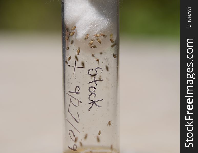 Fruit flies (Drosophila melanogaster) breeding in a test tube. Fruit flies (Drosophila melanogaster) breeding in a test tube