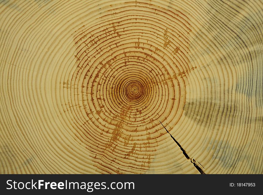 Tree rings revealed in cross section. When counted they reveal the age of the tree.