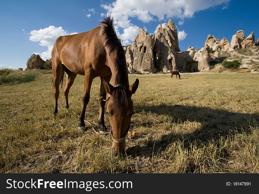 Horse On The Mountain Pasture In Cappadocia