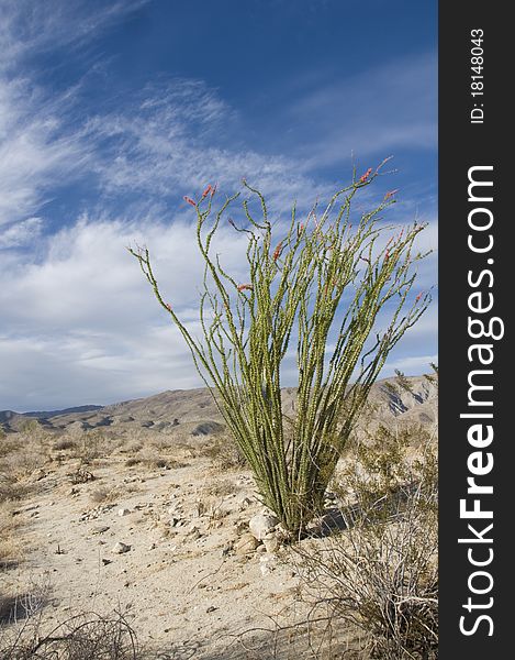 A desert landscape with a blooming occotillo plant and blue sky. A desert landscape with a blooming occotillo plant and blue sky