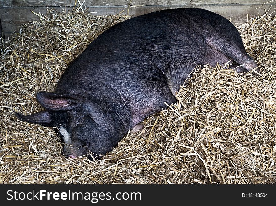 Black pig asleep in the hay. Black pig asleep in the hay
