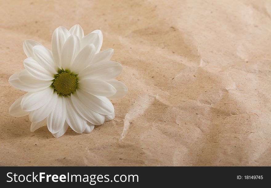 White flower on crushed paper