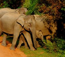 Elephant Herd Protective Of Young Calf Royalty Free Stock Image