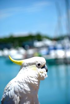 Cockatoo Overlooking Whitsundays Harbour Stock Photos