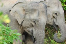 Elephant Pair In Sri Lanka S Yala National Park Stock Photography Elephant Pair In Sri Lanka S Yala National Park Stock Photography