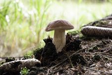 Forest Mushroom,cep,boletus Stock Images Forest Mushroom,cep,boletus Stock Images