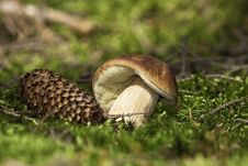 Forest Mushroom,cep,boletus Stock Images Forest Mushroom,cep,boletus Stock Images