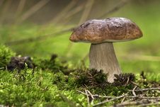 Forest Mushroom,cep,boletus Royalty Free Stock Photography Forest Mushroom,cep,boletus Royalty Free Stock Photography