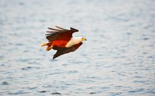 African Fish Eagle (Haliaeetus Vocifer) Stock Images African Fish Eagle (Haliaeetus Vocifer) Stock Images