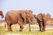 Large Herd Of African Elephants Stock Photo Large Herd Of African Elephants Stock Photo