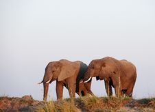 Large Herd Of African Elephants Royalty Free Stock Photo Large Herd Of African Elephants Royalty Free Stock Photo