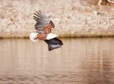 African Fish Eagle (Haliaeetus Vocifer) Royalty Free Stock Photography African Fish Eagle (Haliaeetus Vocifer) Royalty Free Stock Photography