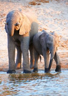 Large Herd Of African Elephants Stock Photography Large Herd Of African Elephants Stock Photography