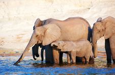 Large Herd Of African Elephants Royalty Free Stock Photos Large Herd Of African Elephants Royalty Free Stock Photos