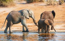 Large Herd Of African Elephants Stock Image