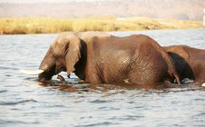 Large Herd Of African Elephants Royalty Free Stock Photography Large Herd Of African Elephants Royalty Free Stock Photography