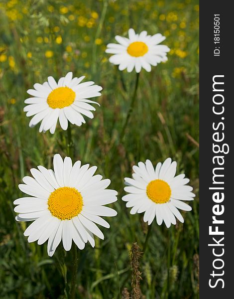 Four daisies on a meadow
