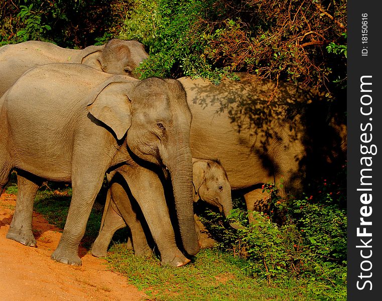 Elephant herd protective of a calf cross the road in the eveninig in Sri Lanka's Yala National Park. Elephant herd protective of a calf cross the road in the eveninig in Sri Lanka's Yala National Park