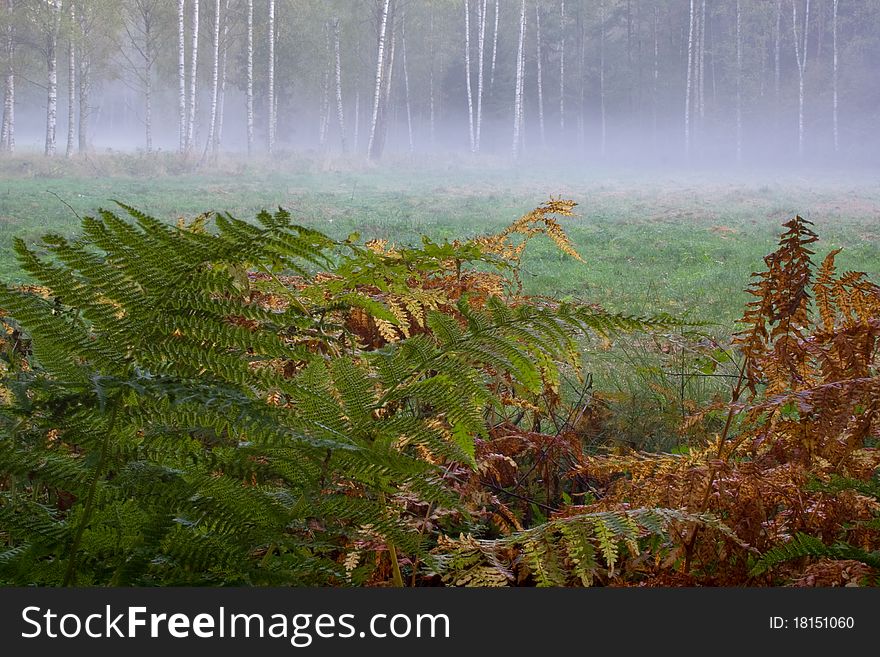 Ferns in the morning fog
