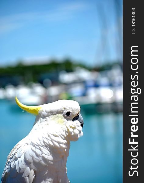 Cockatoo perches on a railing overlooking harbour. Cockatoo perches on a railing overlooking harbour
