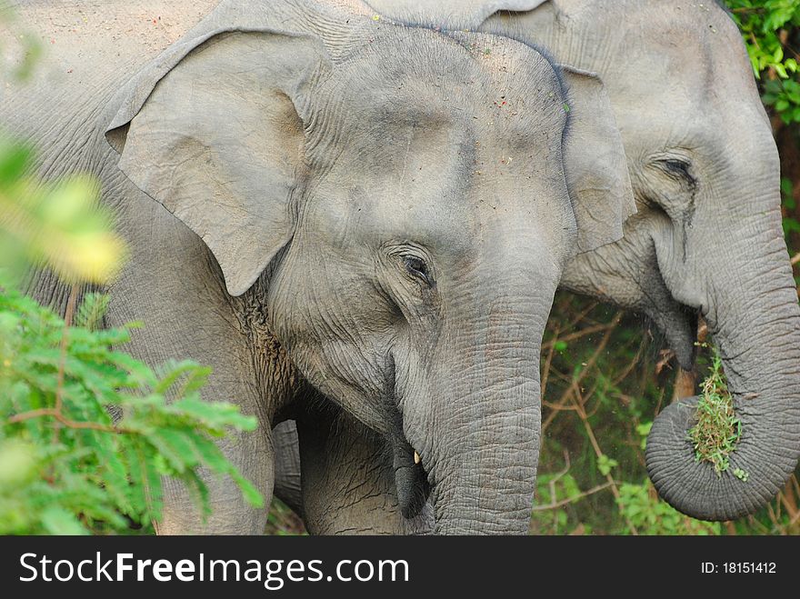 Pair of elephants of a Elephant herd in Sri Lanka's Yala National Park. Pair of elephants of a Elephant herd in Sri Lanka's Yala National Park