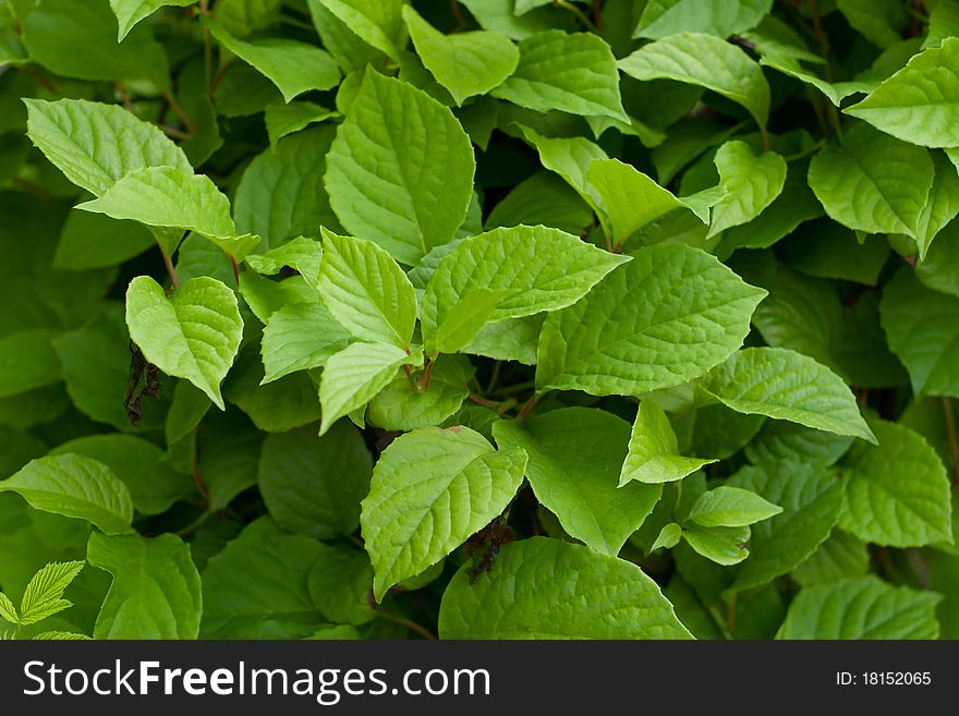 Green fresh leaves natural background for any use