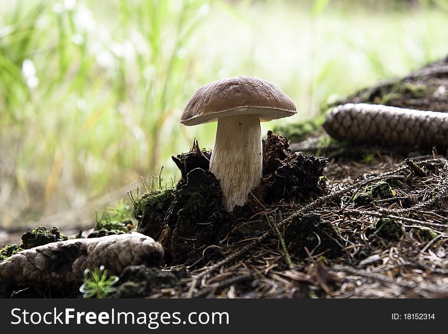 Fresh forest mushroom,boletus brown. Fresh forest mushroom,boletus brown