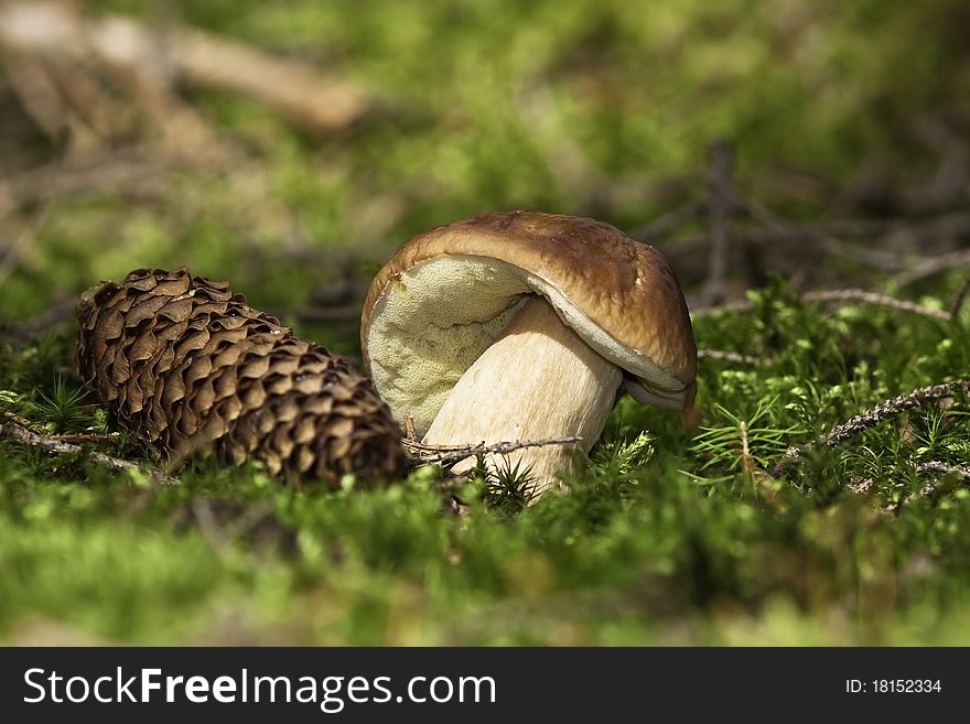 Fresh forest mushroom,boletus brown. Fresh forest mushroom,boletus brown