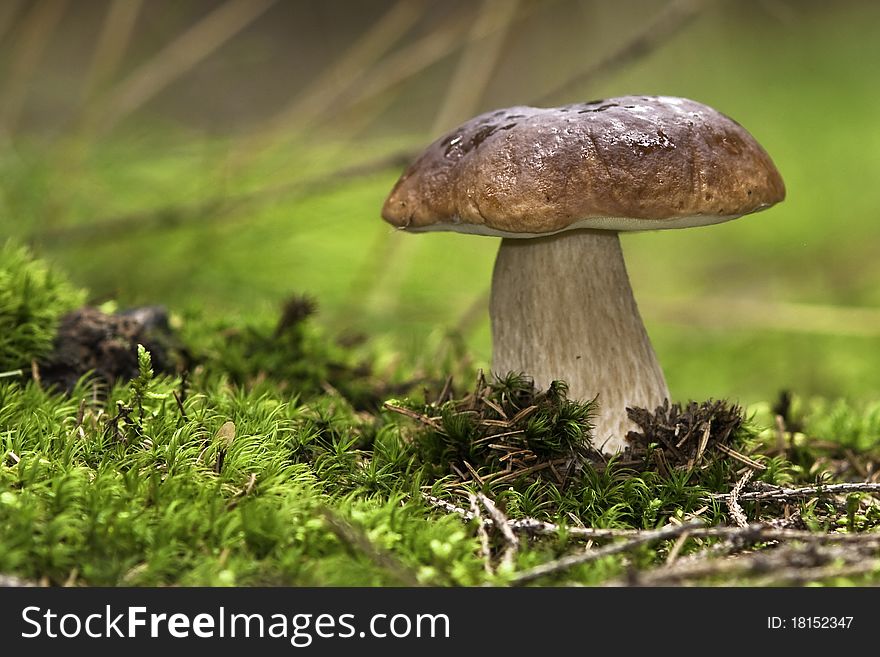 Fresh forest mushroom,boletus brown. Fresh forest mushroom,boletus brown