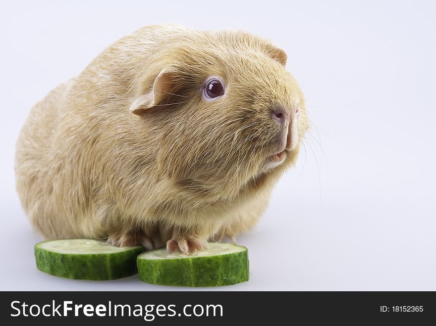 Cavy, guinea pig with cucumber slices