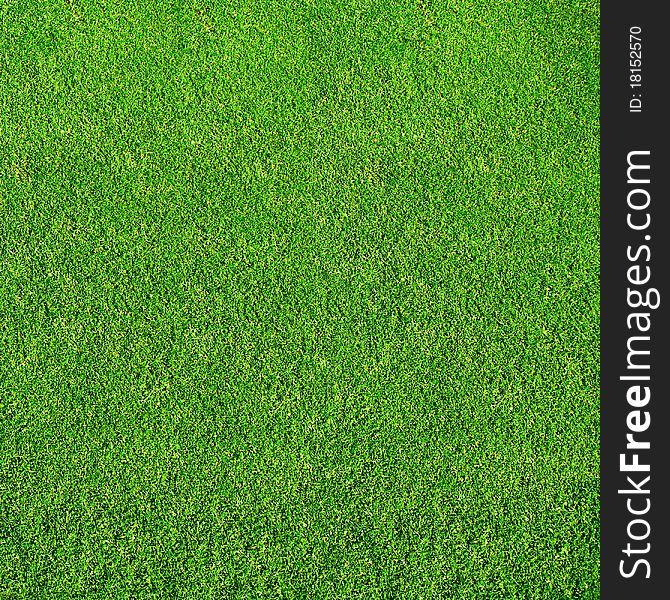 Green grass from golf course. Green grass from golf course