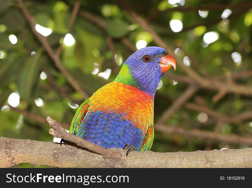 Low-angle shot of a common Australian Rainbow Lorikeet - Trichoglossus haematodus - sitting in a tree. Low-angle shot of a common Australian Rainbow Lorikeet - Trichoglossus haematodus - sitting in a tree