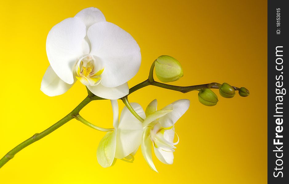 Beautiful flower, white orchid on yellow background.