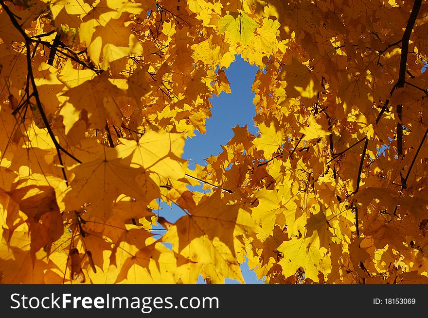 Yellow Maple. Autumn