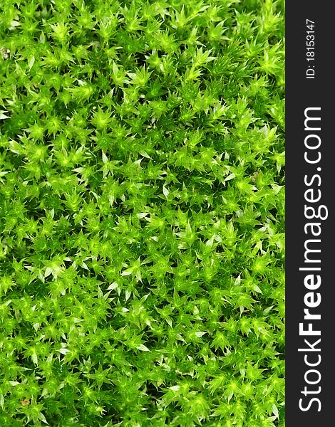 Moss green background